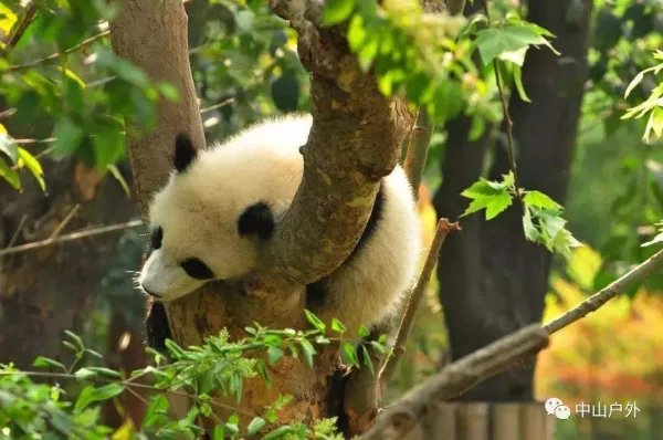 大熊猫灵灵去世,去世的原因是什么?