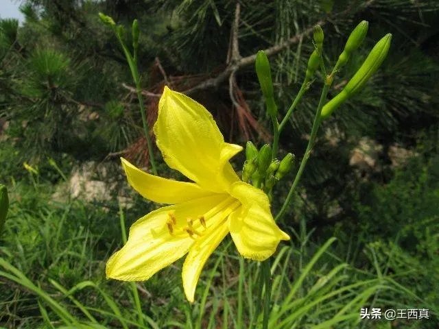 罗大佑野百合也有春天要表达的是什么意思?