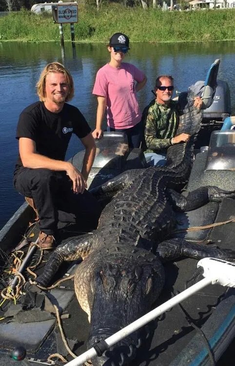 猎人捕巨型短吻鳄 身长大约4米