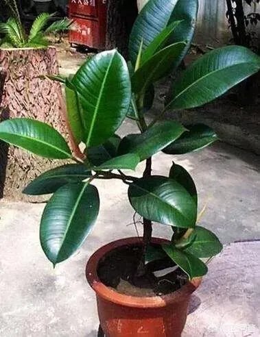 怎么养殖橡皮树？