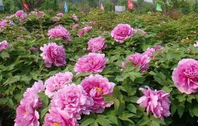 菏泽牡丹很有名么?