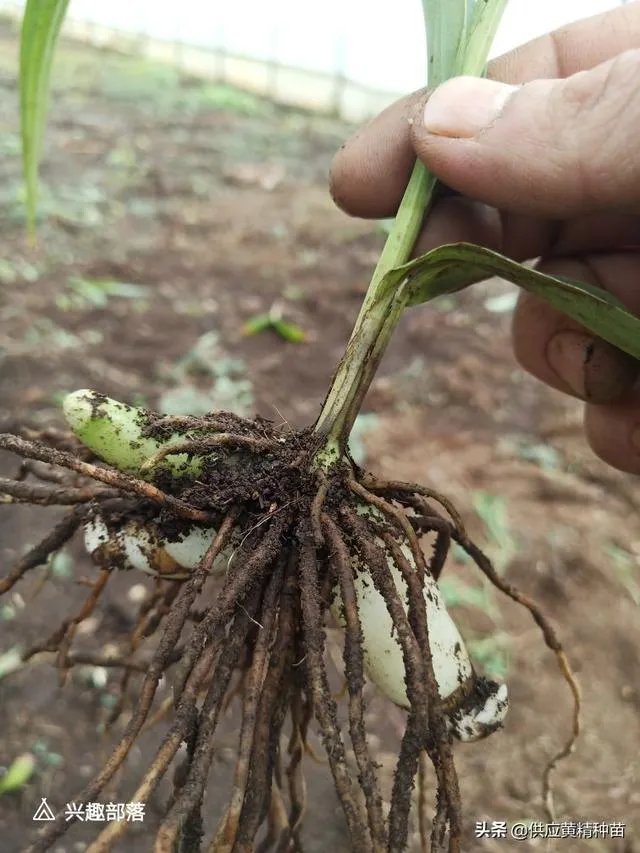 白芨种植前景如何?