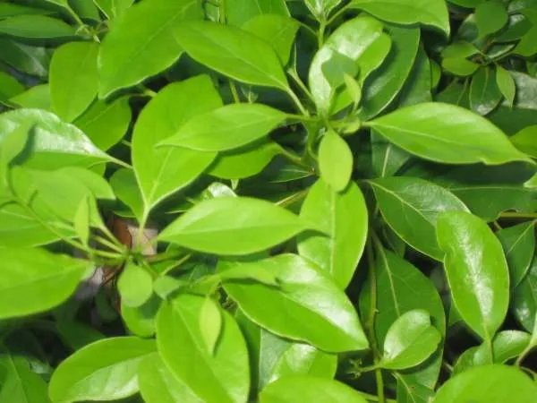 樟脑有什么作用?