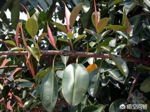 怎么养殖橡皮树？