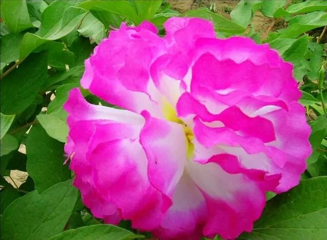 菏泽牡丹很有名么?