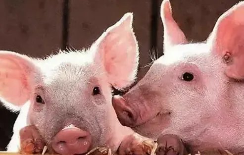 我国发现新型重组猪流感病毒,该病毒的传播率有多高?