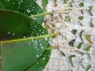 怎么养殖橡皮树？