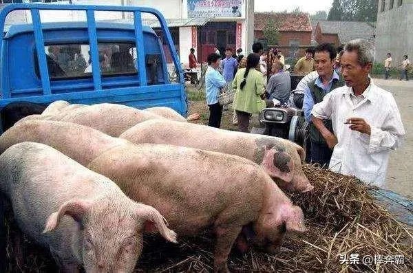 猪价连续下跌九天了，是什么原因造成猪价大跌，何时能上涨？