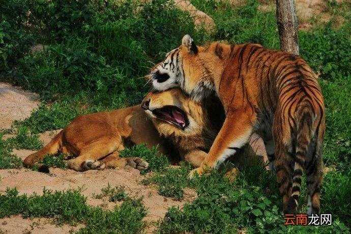 神雕山野生动物园