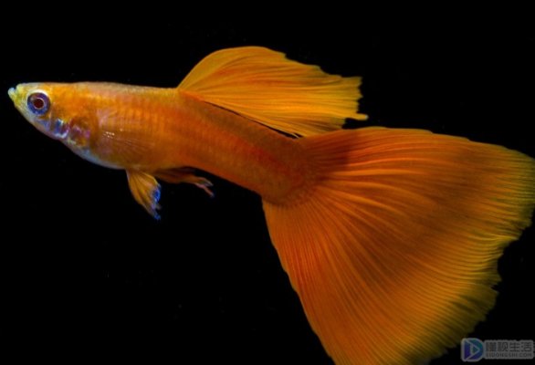 孔雀鱼的公母怎么分