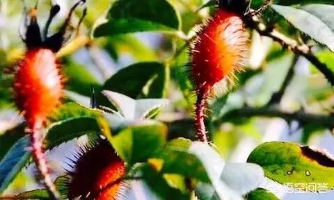 金樱子和山木香有什么区别？