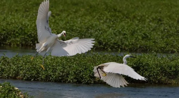 西塞山前白鹭飞,桃花流水鳜鱼肥。是什么意思？