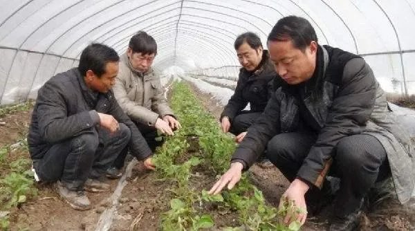 黑土豆有什么生长特性？如何进行种植管理？