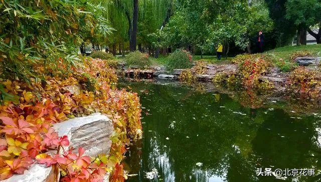 爬山虎巴在墙上如何摄影好看顺眼？