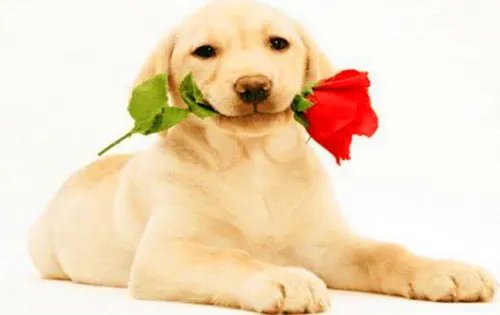 属牛跟属牛结婚好不好 牛和牛相配婚姻如何