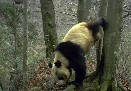 野生大熊猫为何会倒立撒尿？