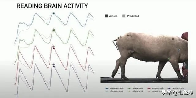 马斯克用猪展示Neuralink脑机接口设备有哪些亮点?
