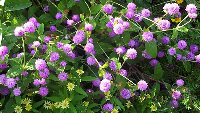 千日红的功效与作用