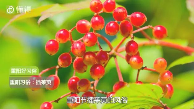 重阳节的习俗