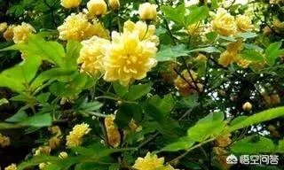 金樱子和山木香有什么区别？