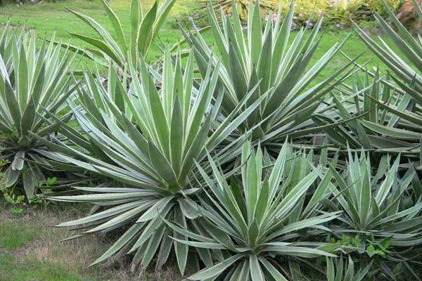 吸甲醛的植物有哪些