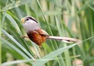 河北武强发现震旦鸦雀,它能像熊猫一样人工饲养吗?