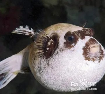 河豚品种图片大全?