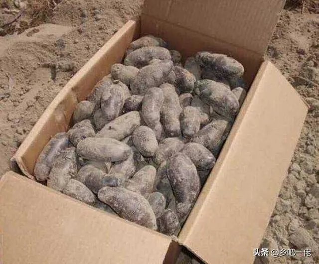 黑土豆有什么生长特性？如何进行种植管理？