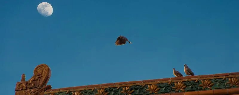 天涯共此时表达的意思 海上生明月天涯共此时是表达什么