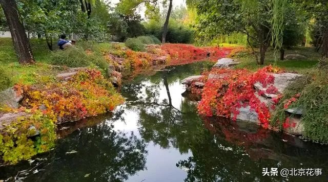 爬山虎巴在墙上如何摄影好看顺眼？