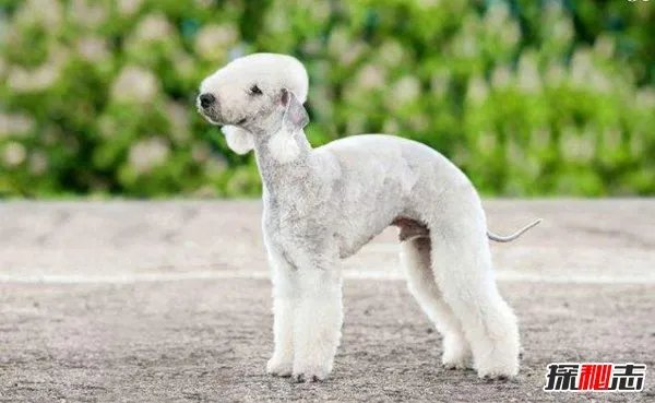 涓栫晫鍗佸ぇ鏈€涓戠殑鐙� 绗笁鏉ヨ嚜涓浗澶╃敓閫犲瀷鏉€椹壒