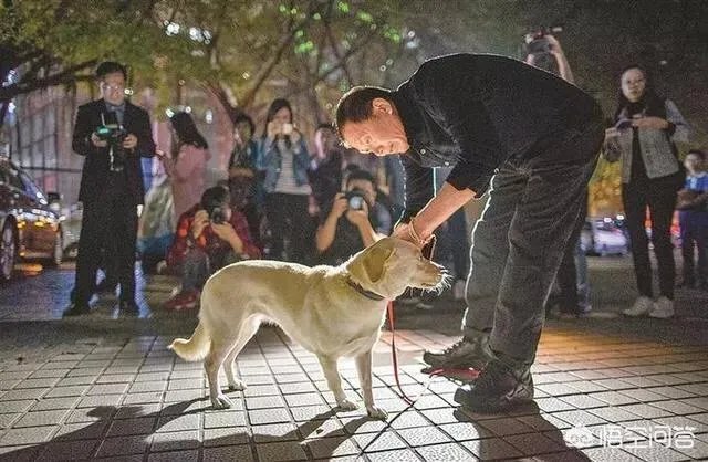 宠物狗不牵绳追撵9岁男童，深圳犬主被罚款500元, 你怎么看？