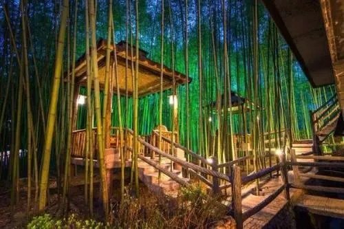 老人为什么会说开花的竹子是不祥之兆?