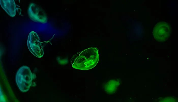 什么是腔肠动物 腔肠动物的意思