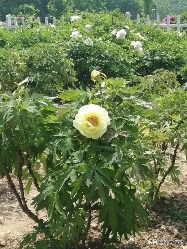 菏泽牡丹很有名么?