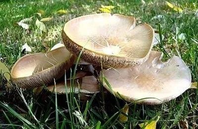 云南的野生菌大量生长，离群的大象会不会误食有毒的蘑菇？