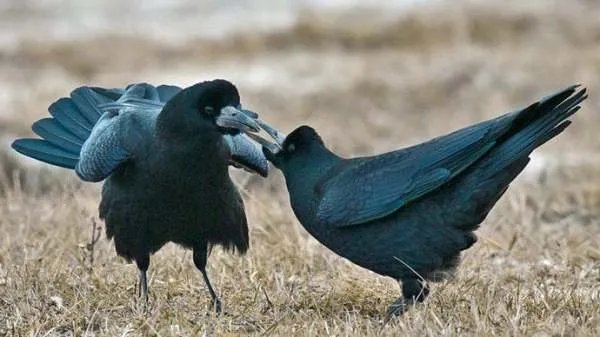 乌鸦有什么好处