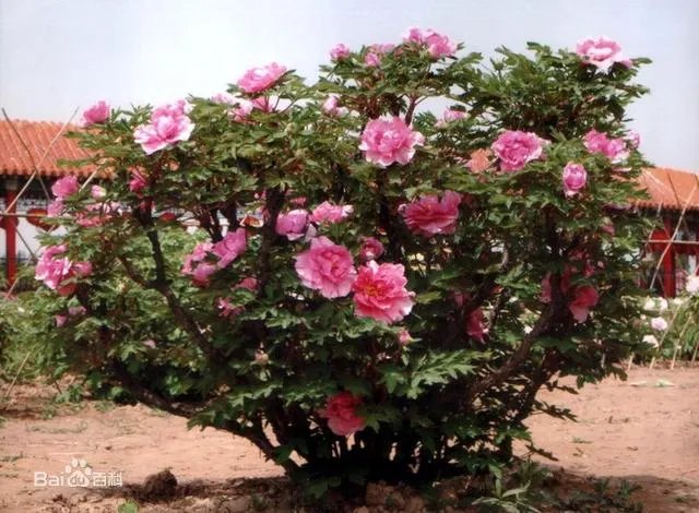 菏泽牡丹很有名么？