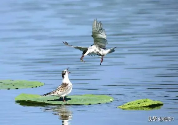 齐齐哈尔烤肉到底是哪点好？