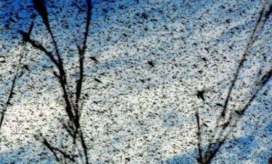 古代闹蝗灾老百姓食不果腹,为什么不吃蝗虫充饥呢?