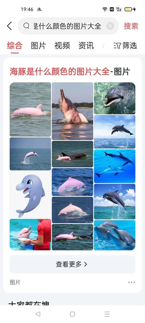 海豚是什么颜色的图片大全?