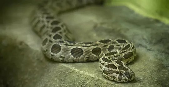 海蛇都是有毒的吗