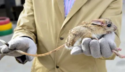 作为世界上跳得最高的老鼠，长耳跳鼠有什么种群现状？