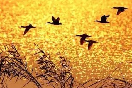 秋晚的江上的诗意是什么？