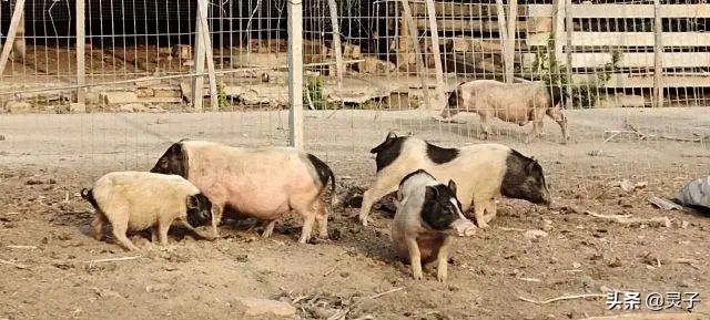 猪价连续下跌九天了，是什么原因造成猪价大跌，何时能上涨？