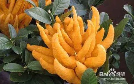 佛手花的功效和作用