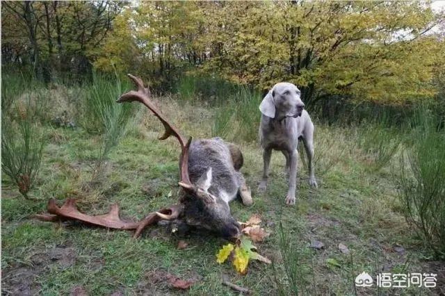 魏玛犬这种狗怎么样?