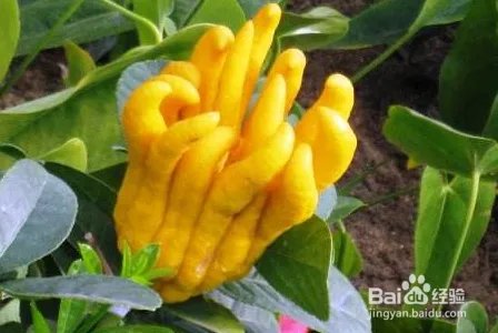 佛手花的功效和作用