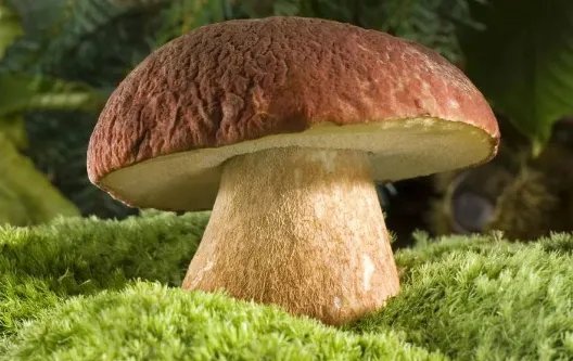 昆明一职员称办公室长出巨大毒蘑菇，蘑菇的生长力有多旺盛？