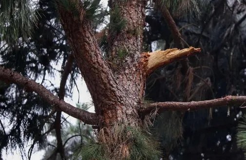 华人女子在美被掉落树枝砸瘫痪获赔多少万美元?
